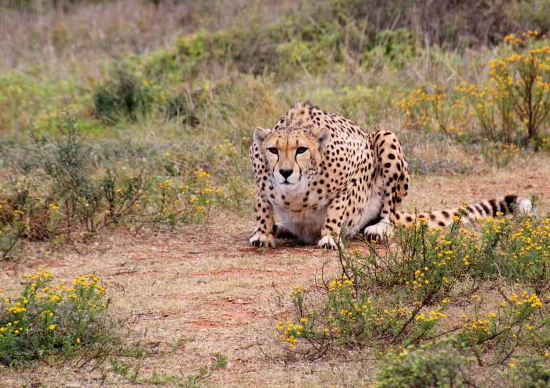 81722 Natur - Gepard