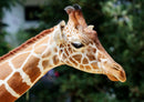 75263 Tierwelt - Giraffe