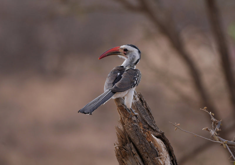 84094 Natur - Hornvogel