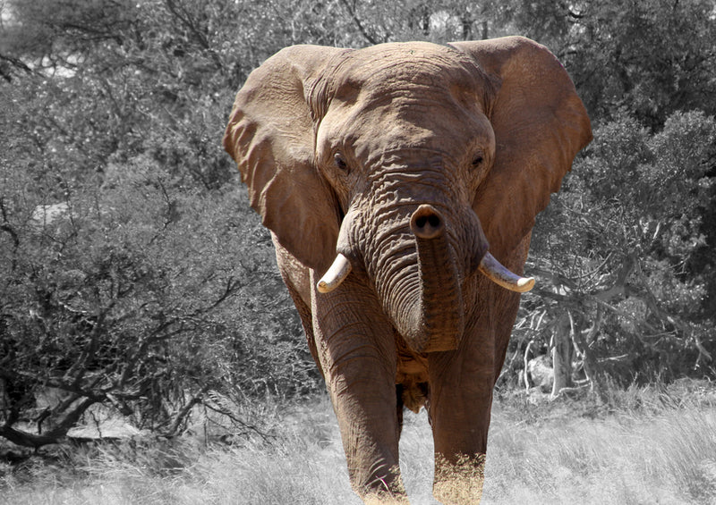 85748 Natur - Elefant