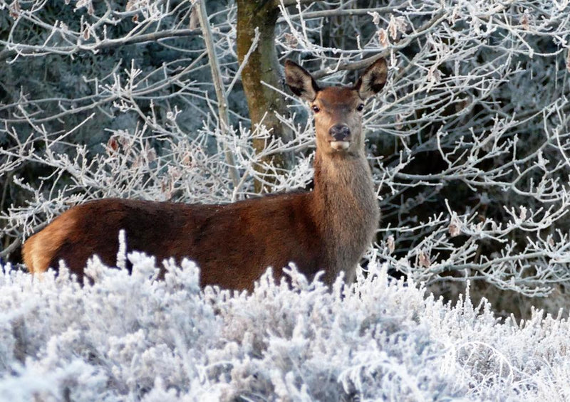 29468 Tierwelt - Reh im Schnee