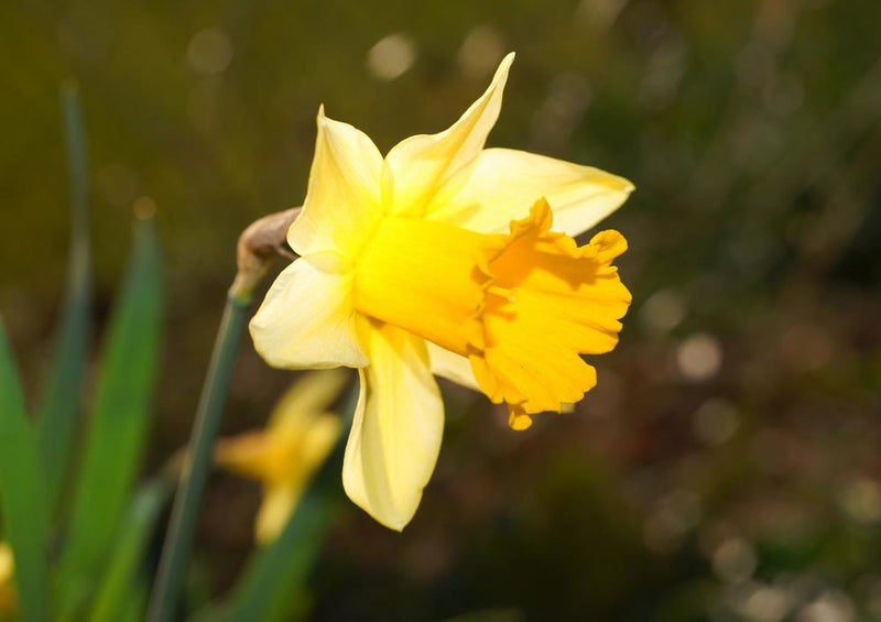 18566 Natur - Osterglocke