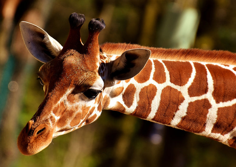 79081 Natur - Giraffe