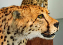 76848 Hintergründe - Leoparden