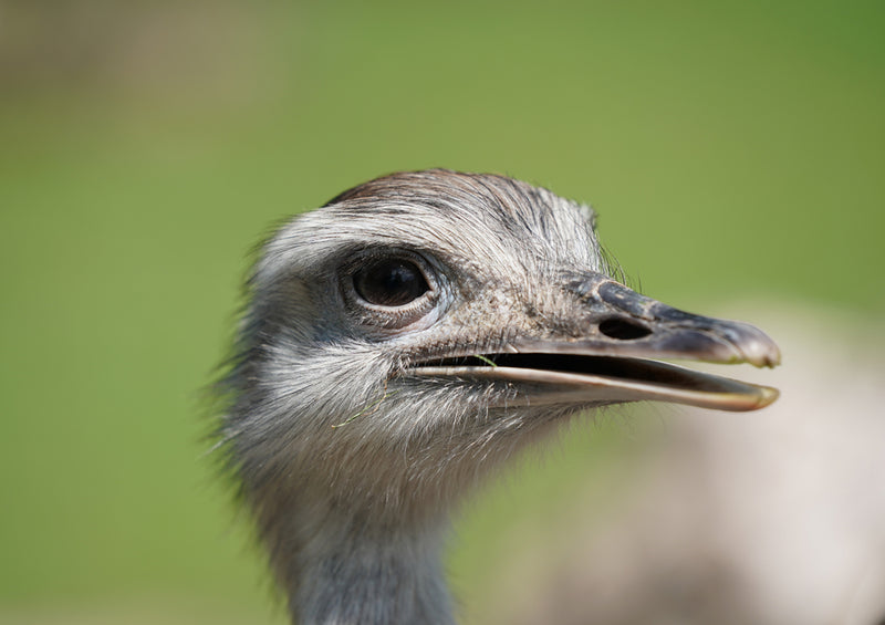 79732 Tierwelt - Nahaufnahme