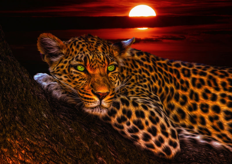 77653 Natur - Leopard