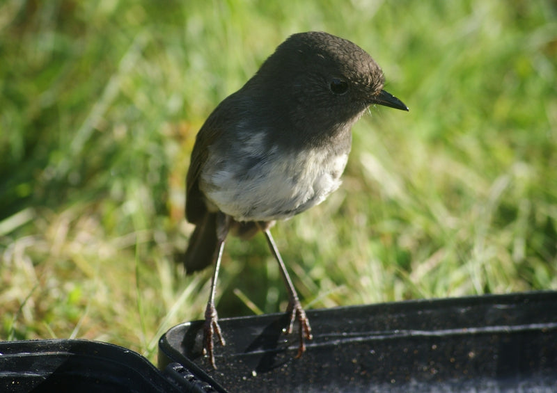 46442 Tierwelt - Kleiner vogel