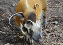 84506 Natur - Schwein