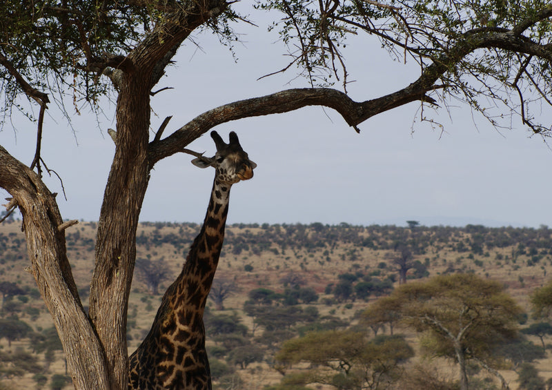 78393 Natur - Giraffe