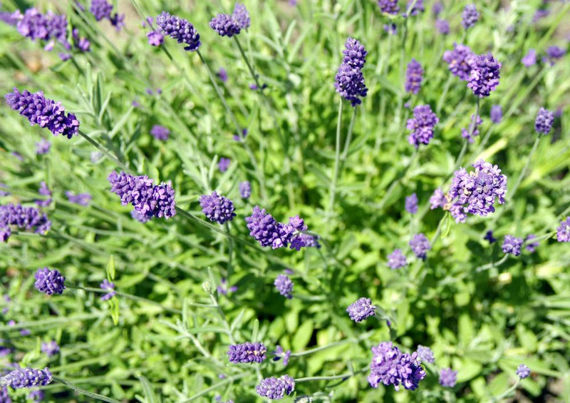 18570 Natur - Lavendel