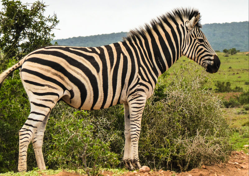 75587 Tierwelt - Zebra
