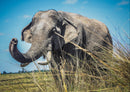 85639 Natur - Elefant
