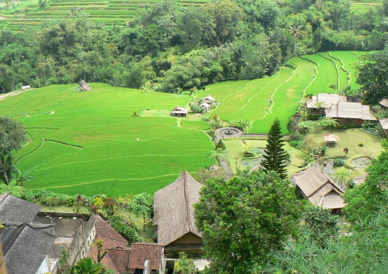 25909 Natur - Reisfeld in Indonesien