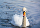36659 Tierwelt - Schwan