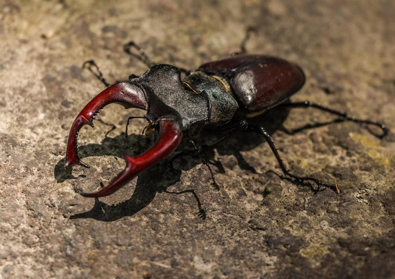 21385 Natur - Hirschkäfer