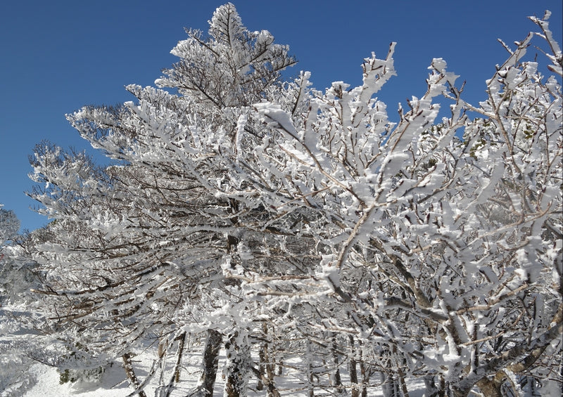 44596 Natur - Winter