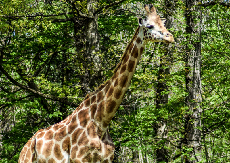 75197 Tierwelt - Giraffe