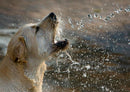 31384 Tierwelt - Hund am Wasser