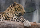 77483 Natur - Leopard