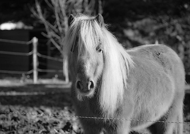 28704 Tierwelt - Pony