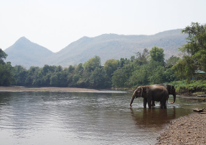 85916 Tierwelt - Elefant