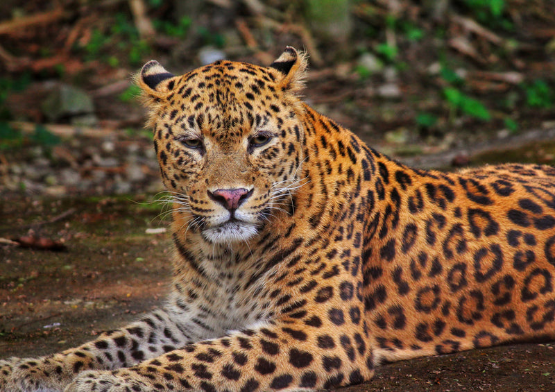 72745 Tierwelt - Leopard