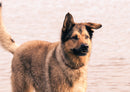 73610 Tierwelt - Hund