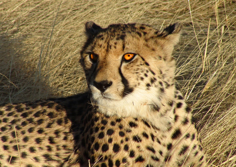 79769 Tierwelt - Gepard