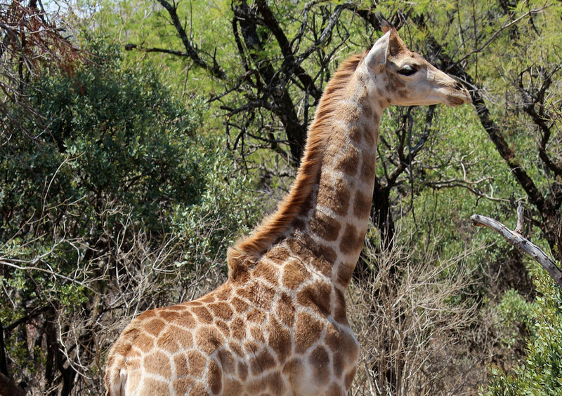 74344 Tierwelt - Giraffe