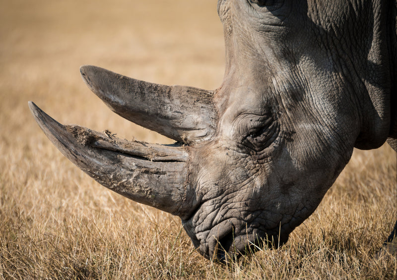 80135 Natur - Nashorn