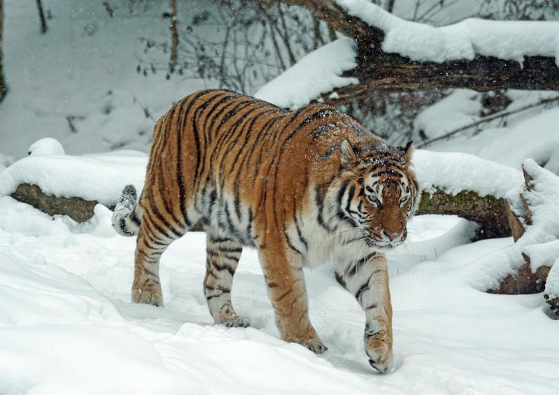 21247 Tierwelt - Tiger im Schnee