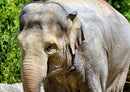 86721 Tierwelt - Elefant