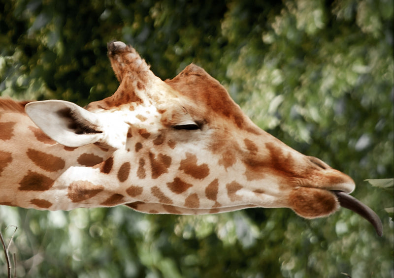74332 Tierwelt - Giraffe