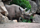 84766 Tierwelt - Nashorn