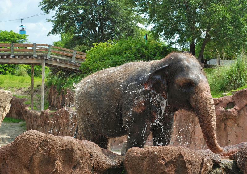 86380 Natur - Elefant