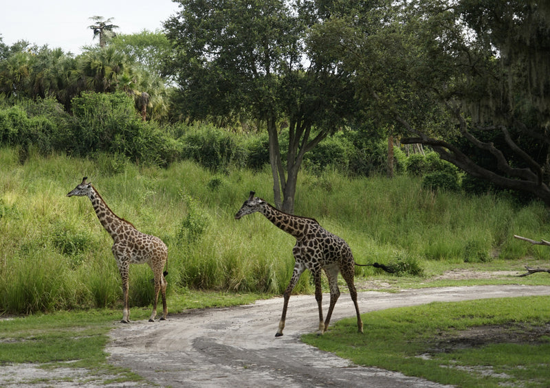 75166 Tierwelt - Giraffe