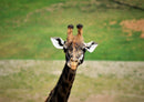 78375 Natur - Giraffe