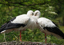 19445 Tierwelt - Storch im Nest