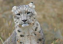 16839 Tierwelt - Schnee-Leopard