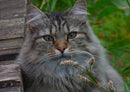 73889 Tierwelt - Norwegische Waldkatze