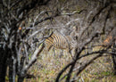 76872 Natur - Zebra