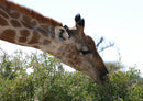 78046 Natur - Giraffe
