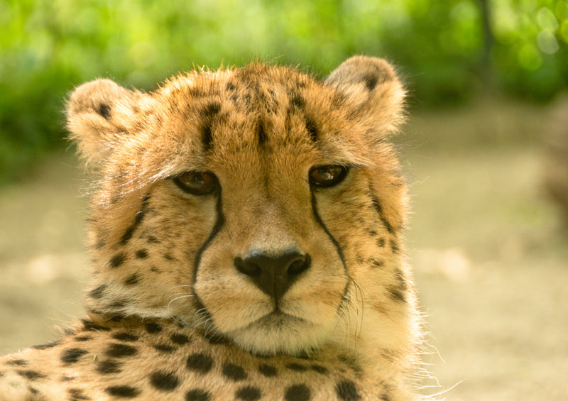 81742 Natur - Gepard