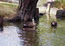 25087 Natur - Enten im Teich