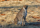 77778 Natur - Gepard