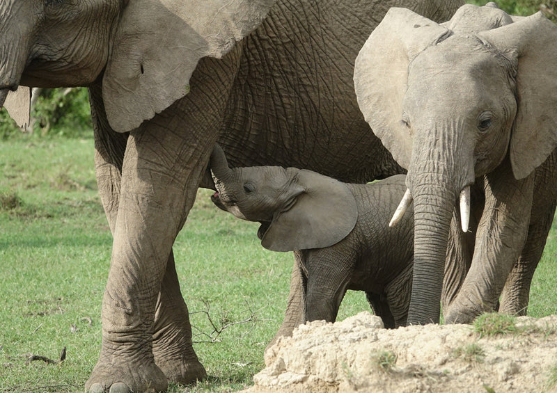 81507 Natur - Elefantenfamilie