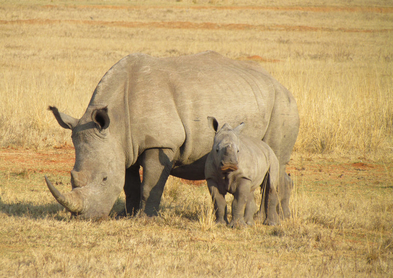 70840 Tierwelt - Nashorn