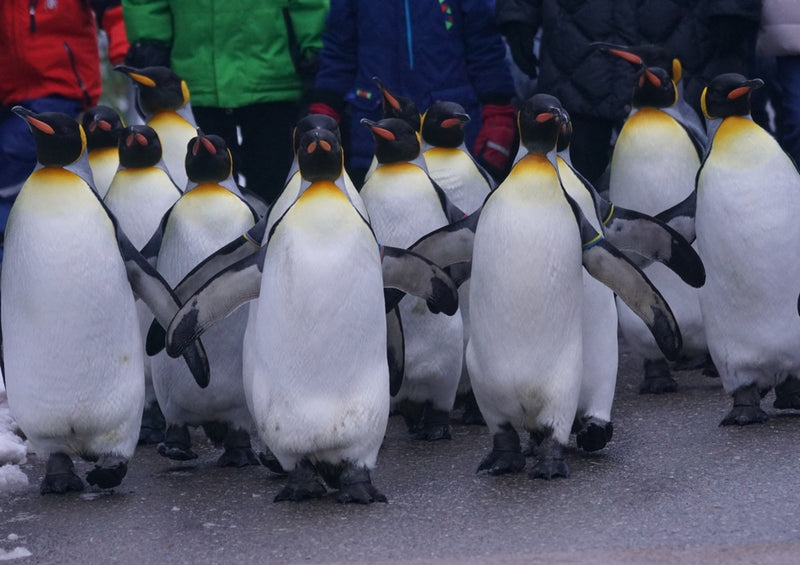 42730 Tierwelt - Pinguine