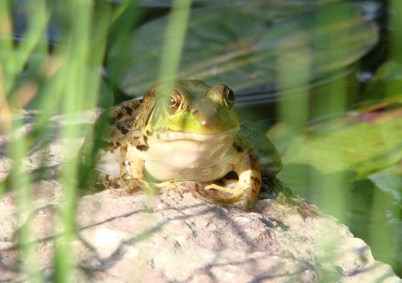 17859 Tierwelt - Frosch am See