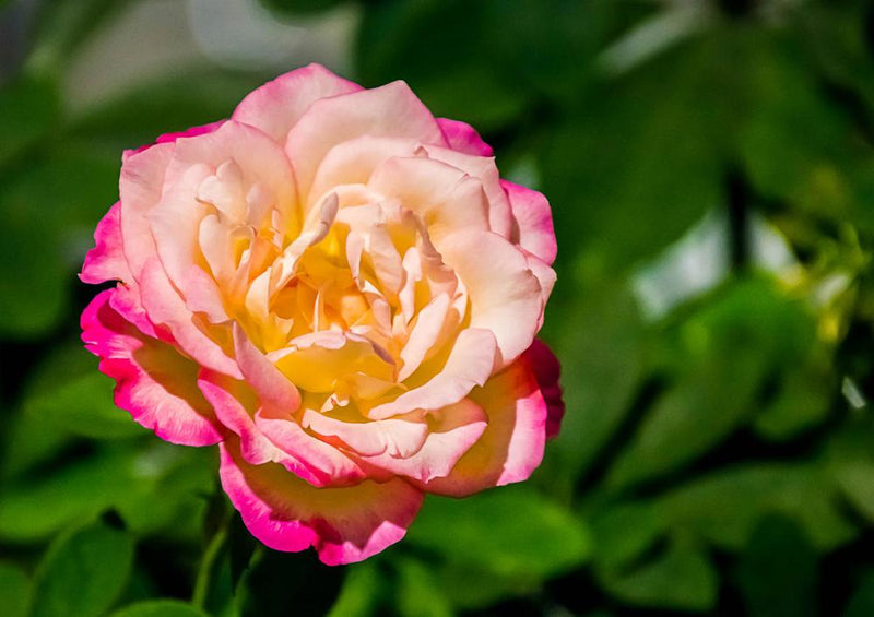 18228 Natur - Rose
